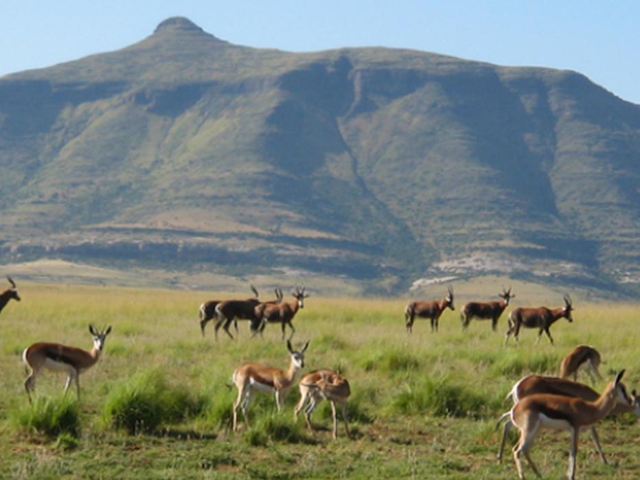 Moolmanshoek Private Game Reserve Hotel Ficksburg Esterno foto